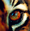Kittah's Avatar