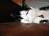 blackandwhitecat's Avatar