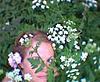 Daydream Believer's Avatar