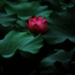 Lotus-Flower's Avatar