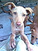 shahcharu76's Avatar