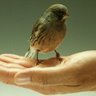 LittleSparrow's Avatar