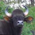 Cayle's Avatar