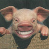 Pigdog's Avatar
