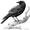 kiromancer's Avatar