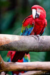 wildmacaw's Avatar