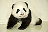 pandaeyes300's Avatar