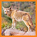 thedesertguy's Avatar