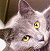 gck's Avatar