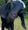 goatfarmer's Avatar