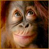 umber's Avatar