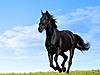 blackhorse's Avatar