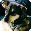 alyosha's Avatar