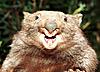 Wombat's Avatar