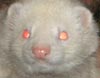Ferretx's Avatar