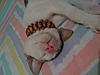 YANKEECAT's Avatar