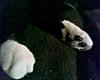 sporktoes's Avatar