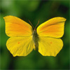 Nature's Boy's Avatar