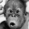 Mungkee's Avatar
