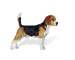 Beagleskin's Avatar