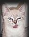 Alliecat