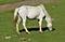 Wildhorse's Avatar