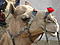camelgirl