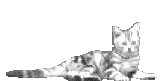 Noodle's picture