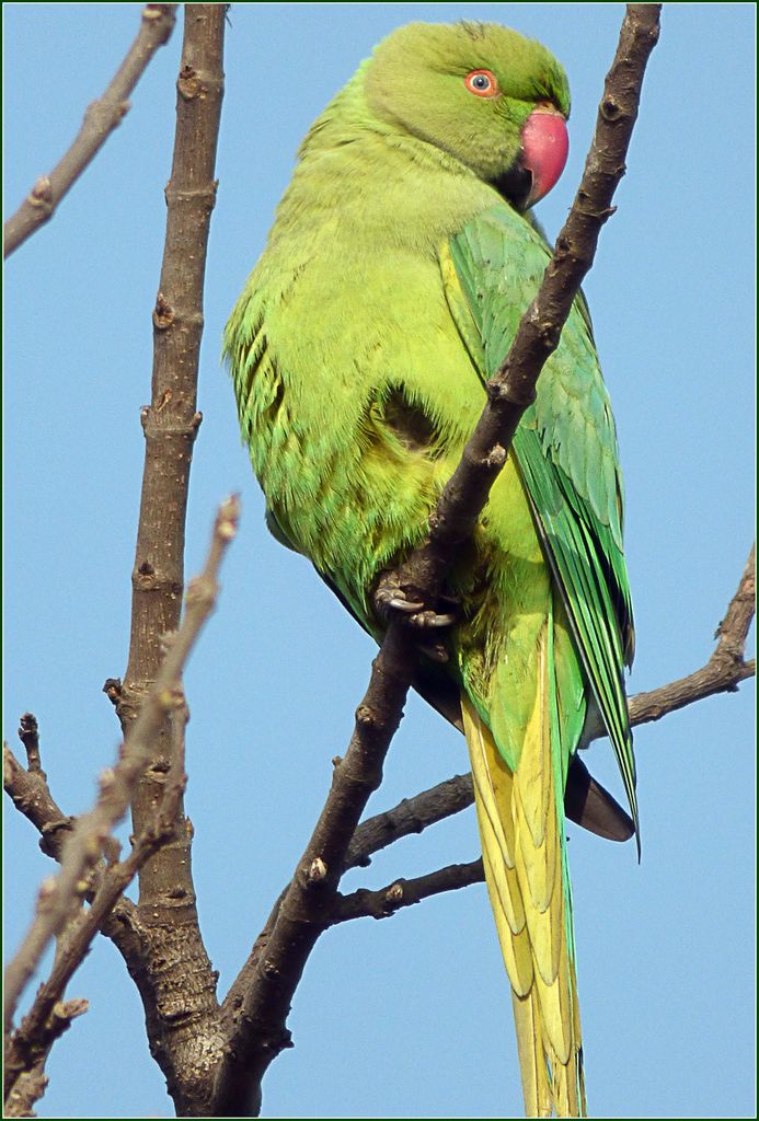 Wounded Bird India Travel Forum