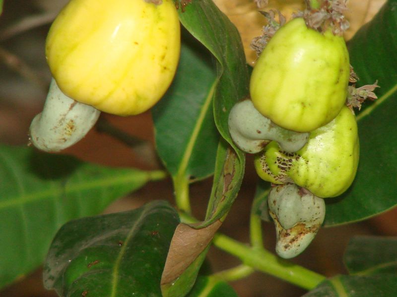 Cashew Fruit & Nut - India Travel Forum | IndiaMike.com