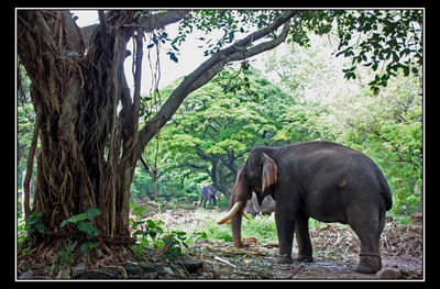 India Travel | Forum: Chai and chat - Elephant info needed kerala