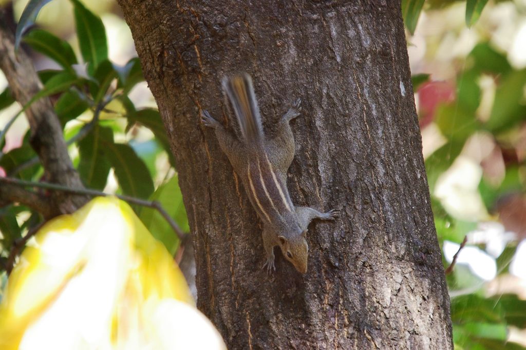 Threestriped palm squirrel,tail flicking as he chirrups like a bird