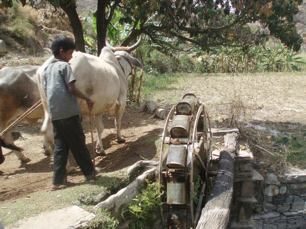 India Travel Pictures Persian Wheel
