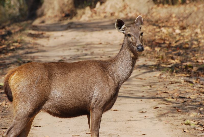 India Travel | Pictures: Kanha sambar deer female