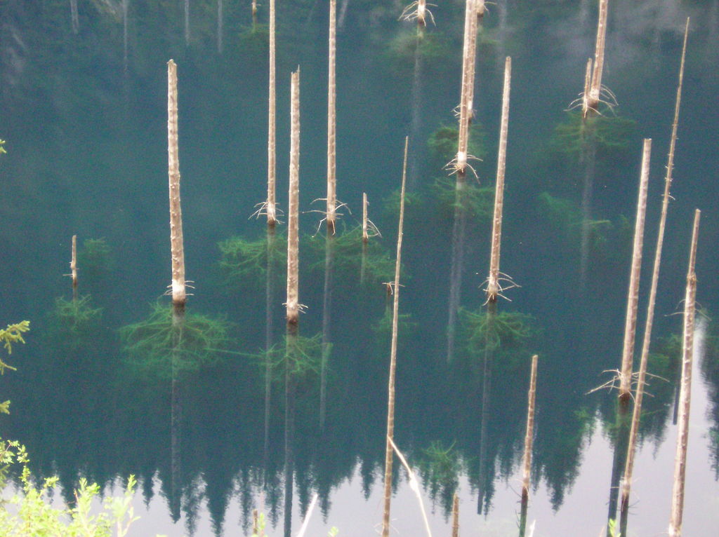 Лес затопленный водой. Озеро Каинды дайвинг. Подводный лес в озере Каинды. Озеро Каинды июнь. Затопленный лес в Казахстане.