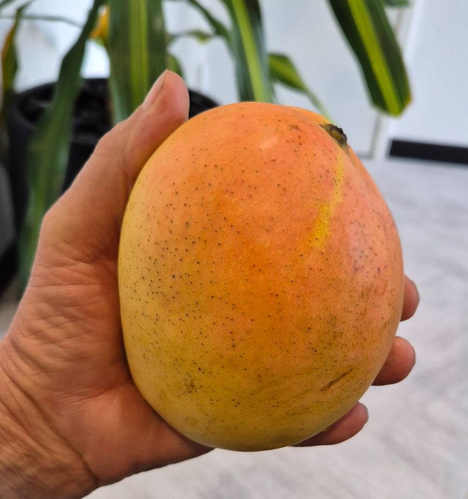 India Travel | Pictures: Big mango, image size:961x1024