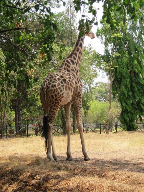 Giraffe. India Travel Forum