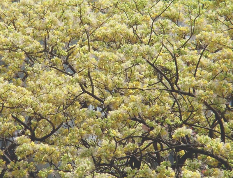 Mumbai spring colours Beautiful Barna Tree Crataeva Religiosa