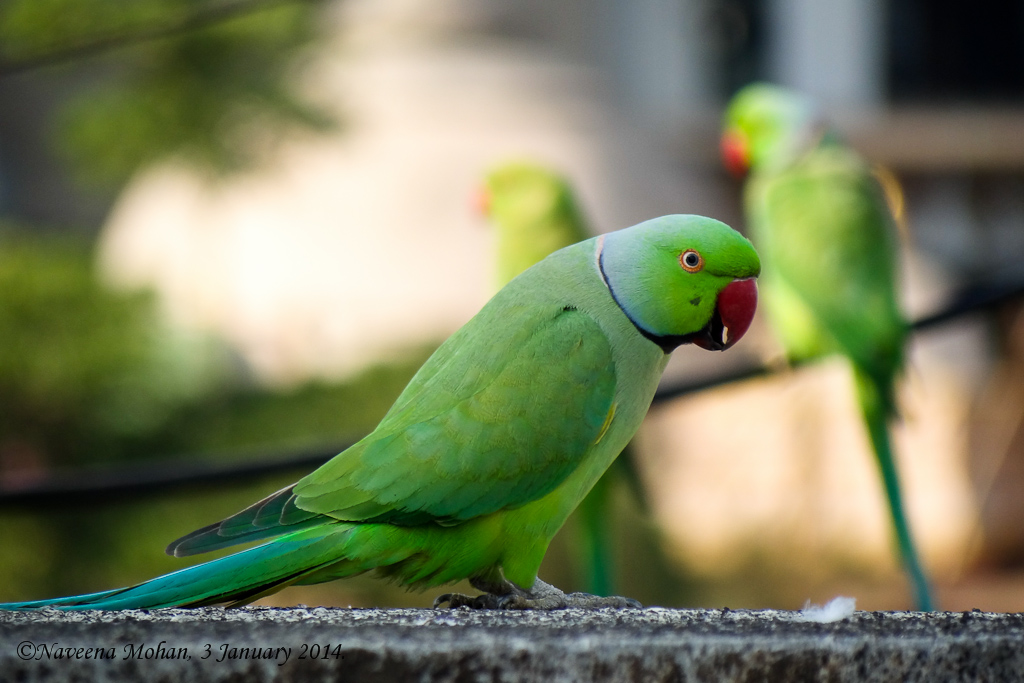 Yellow Color of Rose-ringed Parakeet Stock Photo - Image of wildlife,  yellow: 33506888