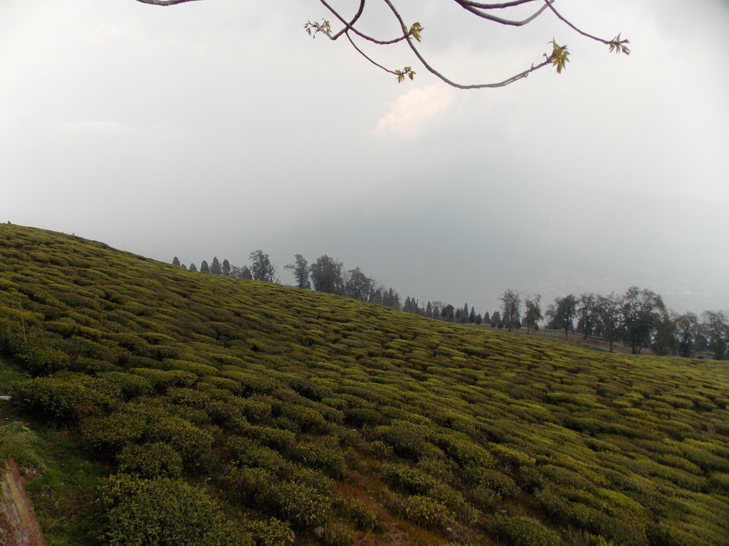 A trip report- Gangtok, North Sikkim,Pelling on April 2013 - Page 2