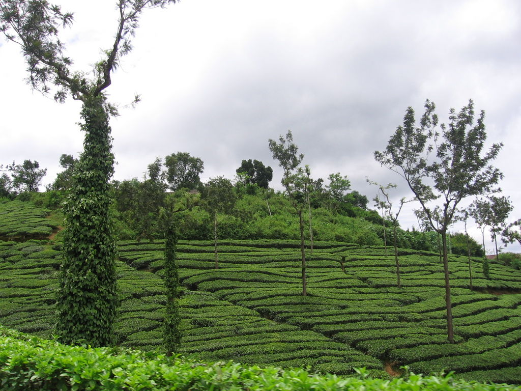 tea garden (wayanad, kerala) India Travel Forum