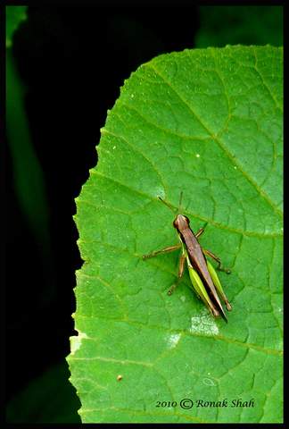 India Travel Forum | IndiaMike.com