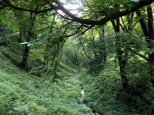 Image result for dangerous forest