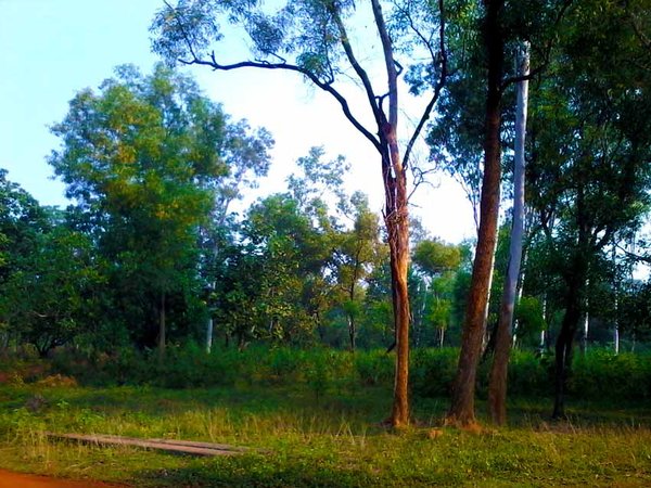 Arabari Forest - India Travel Forum | IndiaMike.com