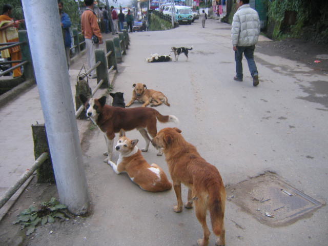 Are dangerous dogs a notable hazard in Sikkim? - India 